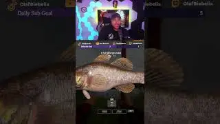 Trophy Schl&auml;fergrundel, 412g, Moskito #rf4 #trophy #schl&auml;fergrundel #twitch #olafbiebelix