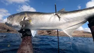Pescasub (spearfishing) Lanzarote. Pejerrey (pesce serra), kg. 7,5. 30 Octubre 2025