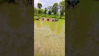 Chandan raja ko prra glase #powari Tdka #Comedy