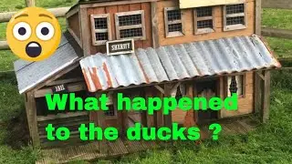 Indian Runner ducks move to their winter housing at Moorparks in Devon