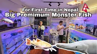 Exploring Fish Home: Giant Monster Fish + Premium Species