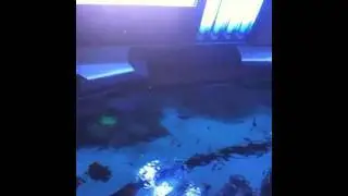 RAD's Custom Aquarium - Smithsonian Institution's Sant Ocean Hall