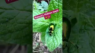 Metallic Leaf Beetle | Nature&rsquo;s Hidden Jewel 🪲✨