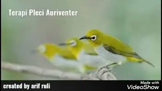 Terapi Pleci Auriventer