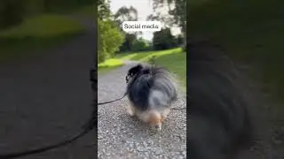 Social media vs reality 😂 #shorts #dog