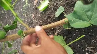 मोजता येणार नाही एवढी बोंड गळफांदी कापण्याचे फायदे, दादा लाड कापूस लागवड 2024.