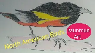 How to draw a bird  !! Birds drawing @ North American Birds !!
