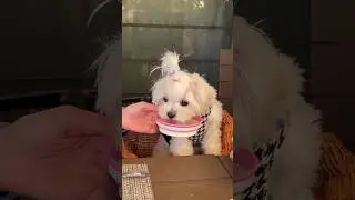 Maltese ❤ | Maltese dog #shorts#dog#maltese
