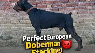 Powerful European Doberman | Perfect Stacking 😈