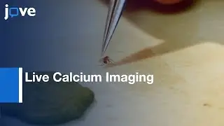 Live Calcium Imaging to measure Physiological Responses of Drosophila | Protocol Preview