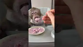 Манка с малиной для Читушки  #monkey #обезьянкачита