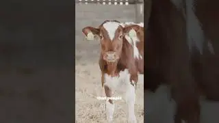 The Truth About British Dairy Farming