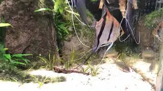 Corydoras &lsquo;Brochis&rsquo; splendens