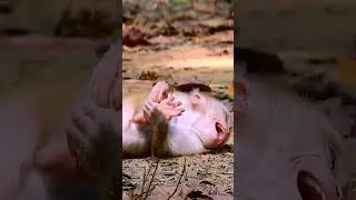 #babyleo #babymonkeyleo #monkeyleo #monkeylibby #libby #monkeyleo #reel #monkeyreel #reellibby   36