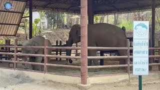🇹🇭 THAILEX VDO Friends of the Asian Elephant Foundation