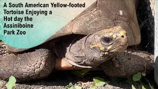 A South American Yellow-footed Tortoise Enjoying a Hot Day at the Zoo   @papaatthezoo