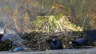 Coots nesting at outflow