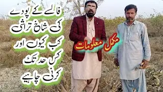 Pruning of falsa best time and benefits.#pruning #orchard #pakistan #farmer #garden #gardening