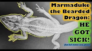 Our bearded dragon GOT SICK!!! ... But he's ok now, phew!