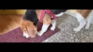 Clever Beagle Snatch Milk Cake From My Hands || Eating Milk Cake