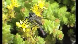 Machimus rusticus roupec