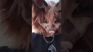 #therian #coyote #furry #funny