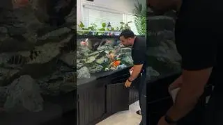 &ldquo;Keeping African Cichlids&rdquo; will get you a tank full of the most beautiful freshwater fish out there