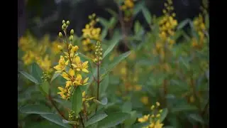 Nimba Nature Cure , green retreat on Ahmedabad-Mehsana Expressway, Gujarat, India