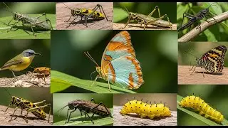 Hunting Beautiful Insects 🦋 Stick Insects, Spiders, Praying Mantis & More!