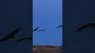 Crane hunting | Sandhill crane hunting | #trending #hunting #viral #shorts