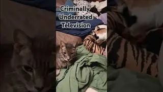 Andy Barker, PI #tvclips #comedyshorts #cats #calico #greycat #andyrichter #2000stv #tvshow #cutecat