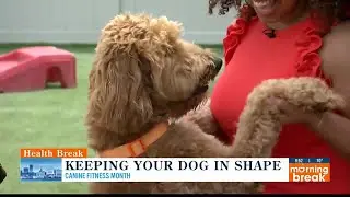 Health Break: Reasons to get your dog active for Canine Fitness Month