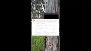 &lsquo;Abhorrent&rsquo; Nazi symbols carved into Parklands trees