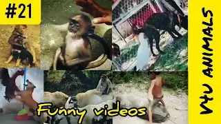 Funny animal videos #funnyvideos #animalvideos #animals #v4uanimals #dogs #funnycats #funnydogs