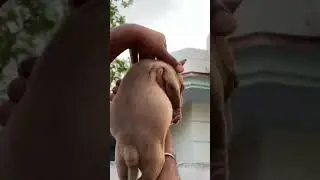 8146521846#dog #share #cutepuppy #doglover #puppy #shortvideos #like #viral #youtube #shorts #short