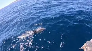 Esperance Island Cruises - Dolphins