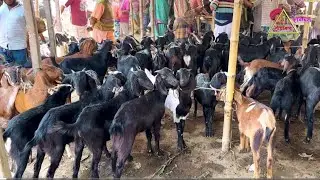 সিরাজগঞ্জের চান্দাইকোনা হাট থেকে পালন  উপযোগী বিভিন্ন ছাগলের দাম জানুন। কৃষকের কিছু চিত্র।