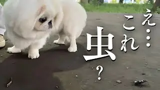 【子犬VS虫】初めて見る虫に予想外の行動を取る生後8ヶ月のPekinese【ぺたろー】