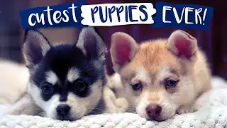 Most Adorable Alaskan Klee Kai Puppies Ever!