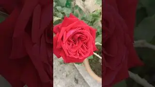 Beautiful Red Rose Flower#subscribe #shortsviral #Queen Deepika