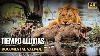 Documental La Estaci&oacute;n Lluviosa  La Vida Renace en &Aacute;frica
