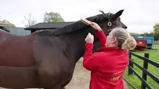 Smart Grooming highlights reel