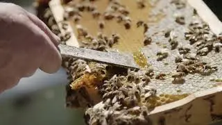 Jarrah Honey, the rarest honey in the world form Western Australia