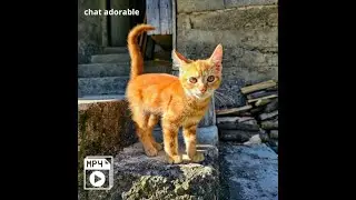 chat adorable