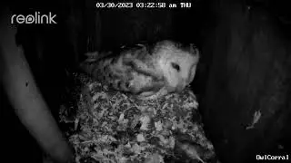 We Named the Male Barn Owl Sid ❤️❤️❤️.  Here he Visits with Wet Wings. Owl Box C - 3/30/23 - 3:22 am