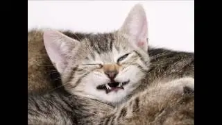 Angry and Grumpy Cats Compilation - Furious Kittens
