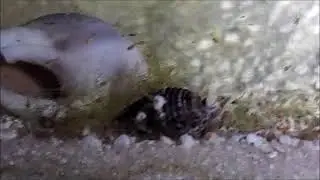 Saltwater hermit crab larvae (Zoea)