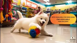 SPITZ AVAILABLE FOR NEW HOME IN JAJPUR | PET SHOP IN BHUBANESWAR | PET SUPPLIES IN JAJPUR ROAD