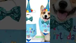 Zampe Glamour: Accessori Di Alta Moda E Scintillanti Per Cani #viralshortvideo #viral#shorts