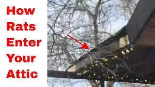 Rodent Control Roseville - How Rats Get On The Roof